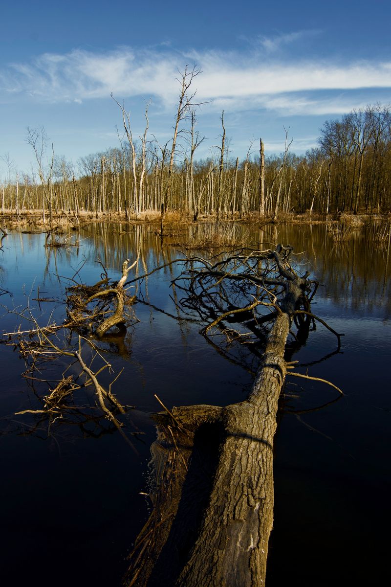 The Great Swamp