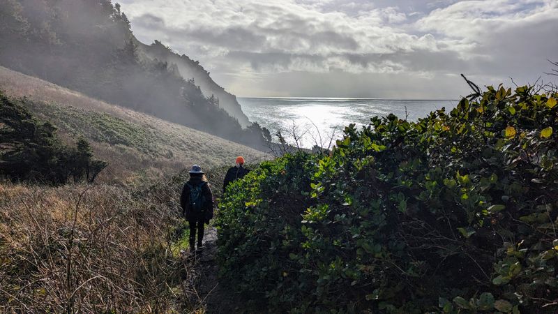 Roosevelt Elk Encounters in Their Natural Habitat