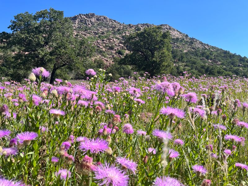 Mount Scott Summit Views That Rewire Your Brain