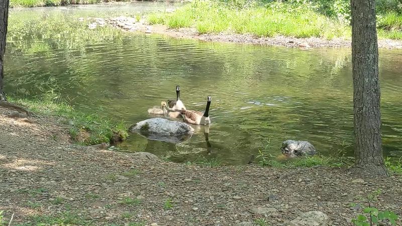 Wildlife Watching Opportunities Around Every Bend