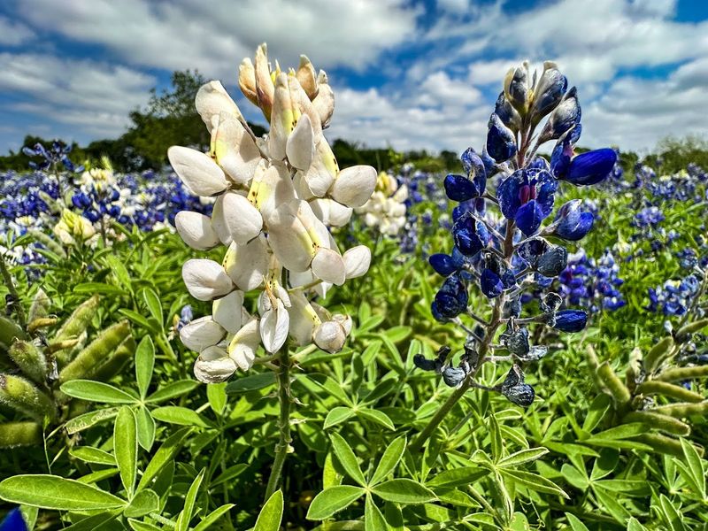 The Bluebonnet Capital of Texas