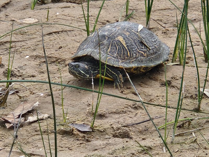 Coleto Creek Reservoir: Modern Recreation in Historic Territory