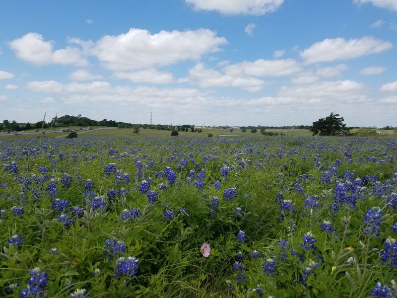 Bluebonnet Festival Magic