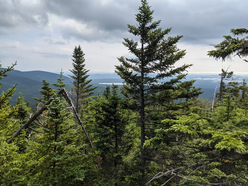 Woodlands Where Silence Lives