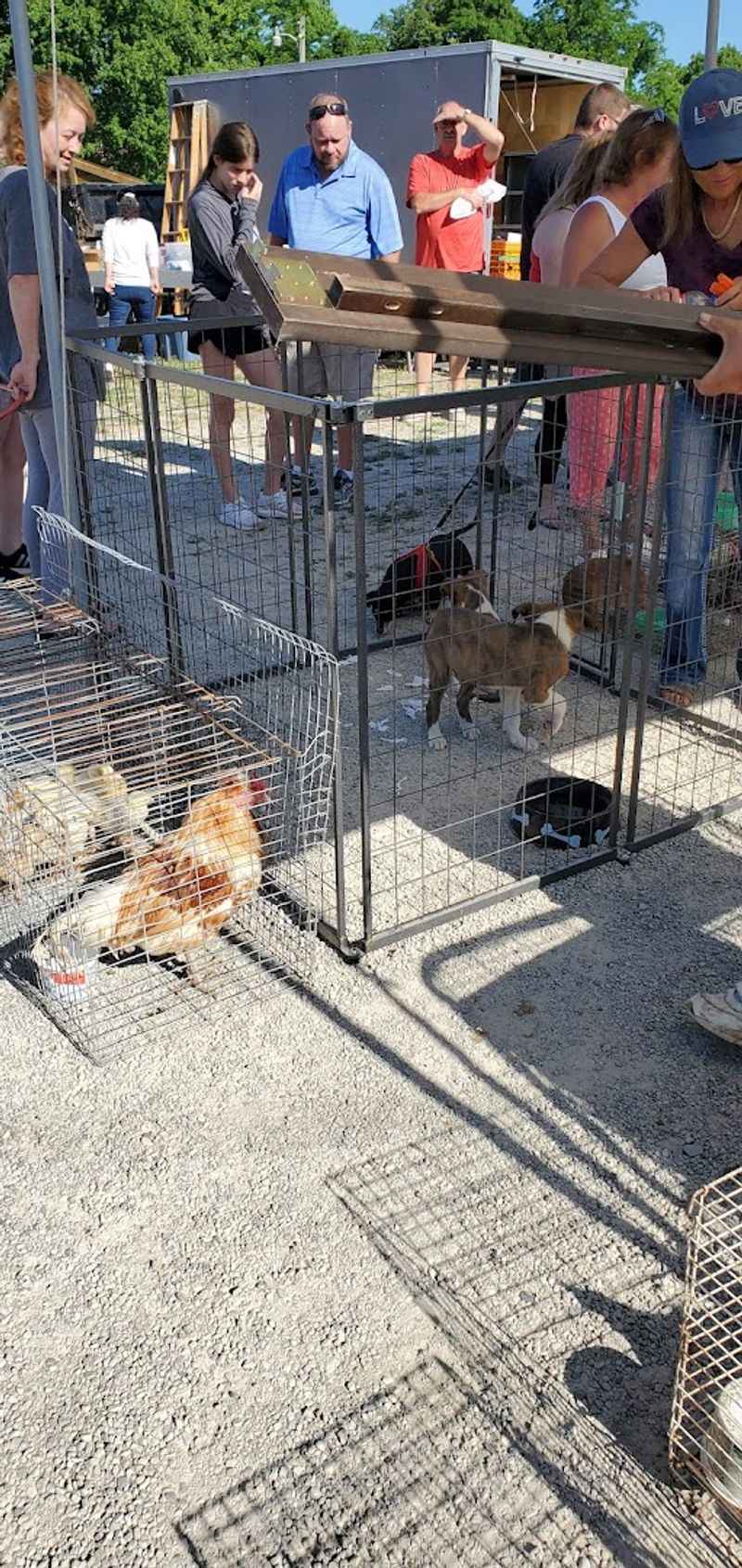 The Wednesday Auction That Turns Browsing Into an Event