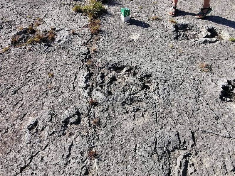 Dinosaur Tracks Pressed Right Into the Rock