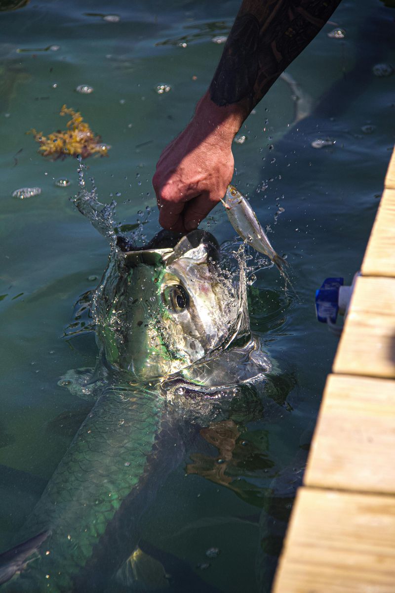 Releasing Non-Native Saltwater Species Into Florida Waters Is Unlawful