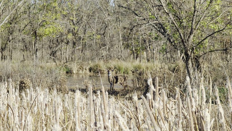 Wildlife Sightings That Make You Stop Mid-Stride