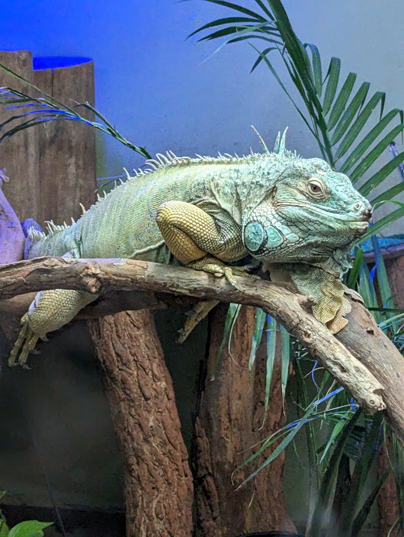 The Incredible Reptile House Full of Scaly Surprises