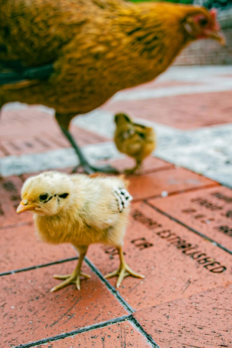 The First Chicken Sighting That Tricks You Into Treating It Like A Pet