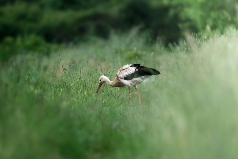Wildlife Watching Opportunities Around Every Bend