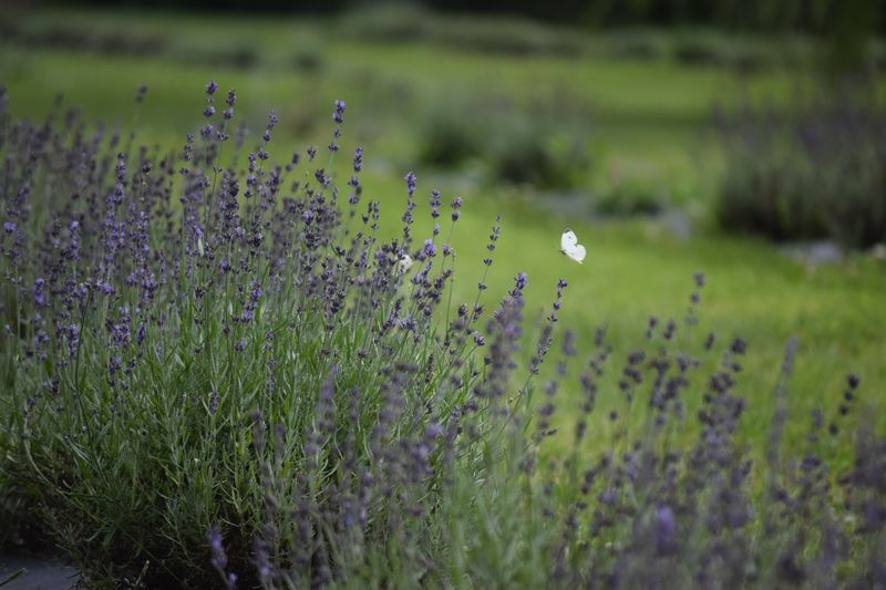 A Perfect Spot for Engagement Photos and Special Memories