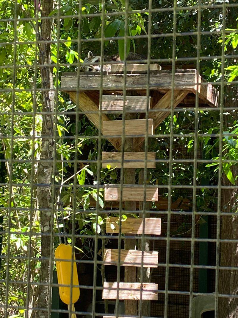 Noise Pollution Disturbing Wildlife