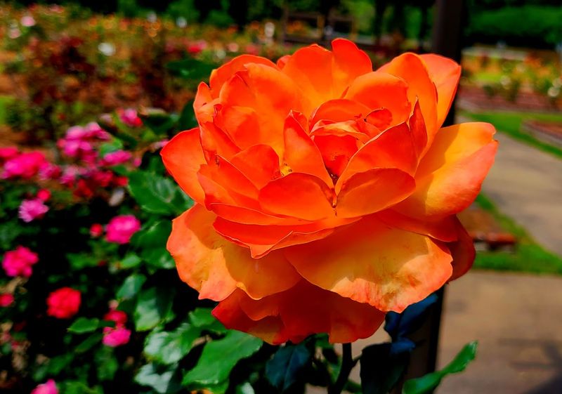 Golden Hour Around The Garden That Feels Like Peak Spring