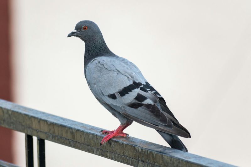 Homing Pigeons Get Legal Protection