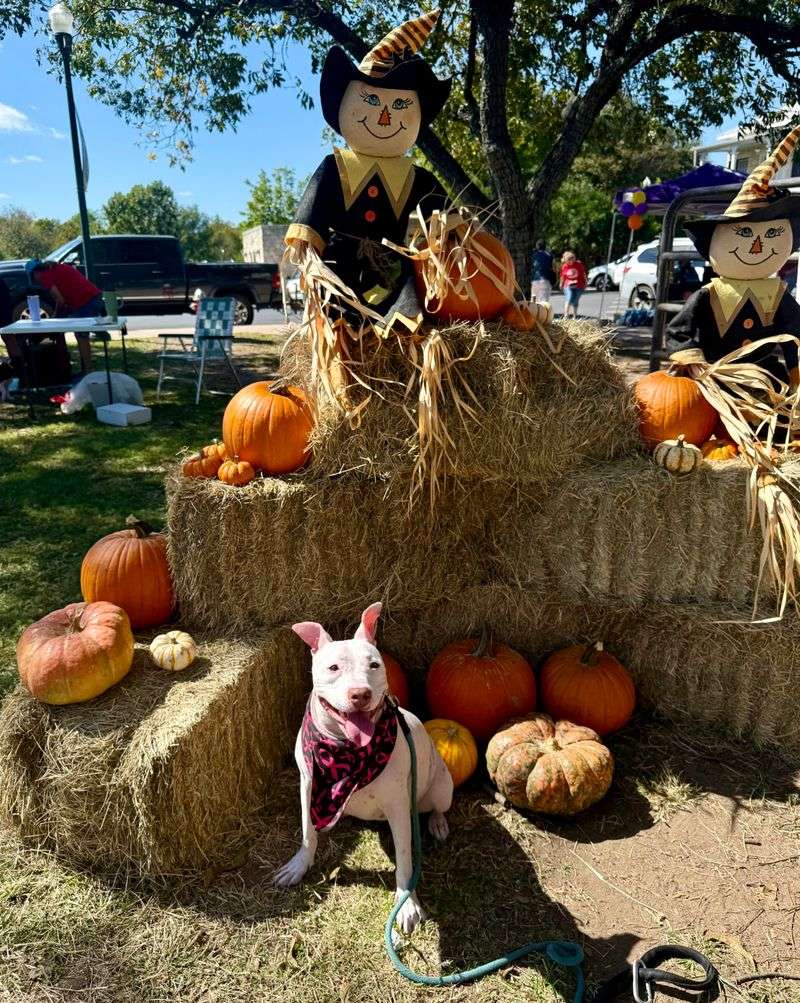 Pet-Friendly Atmosphere That Welcomes Four-Legged Friends