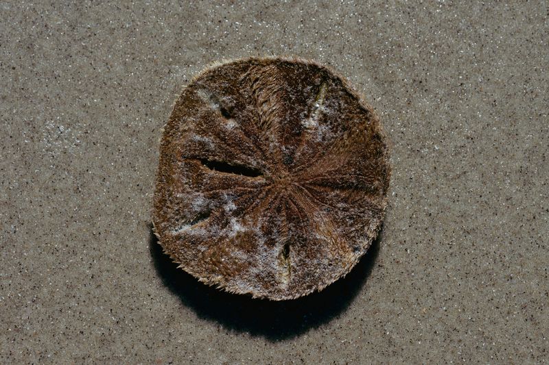 Sand Dollars: When Taking One Is Not The Same As Finding One