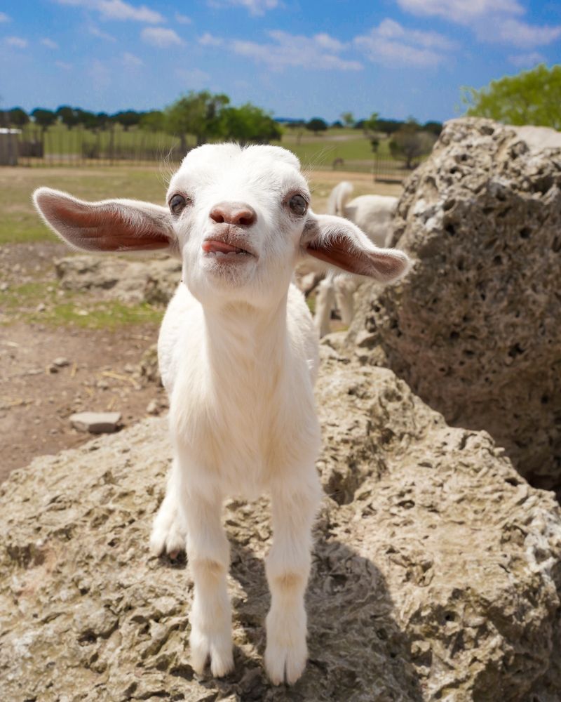 Smaller Critters in the Petting Area