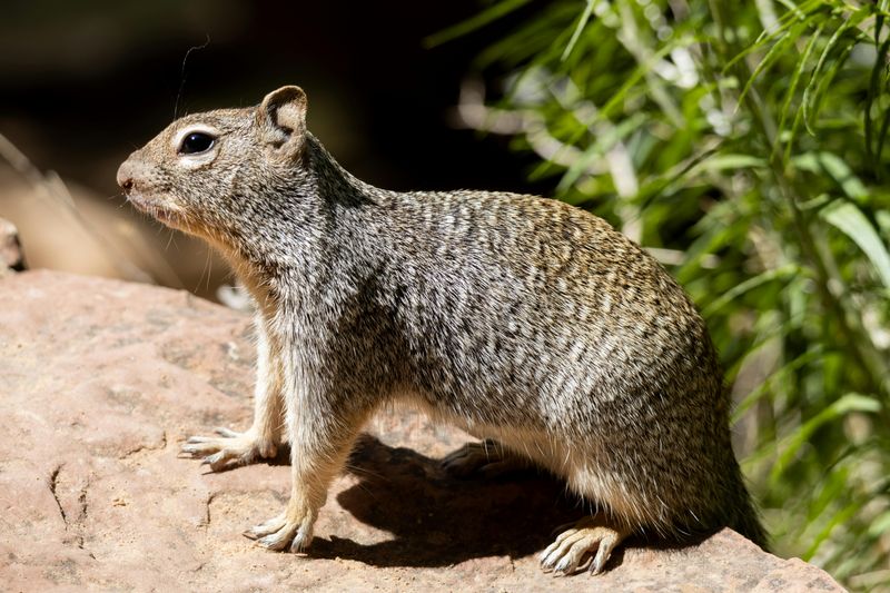 Wildlife Behavior Is Changing Around Visitors