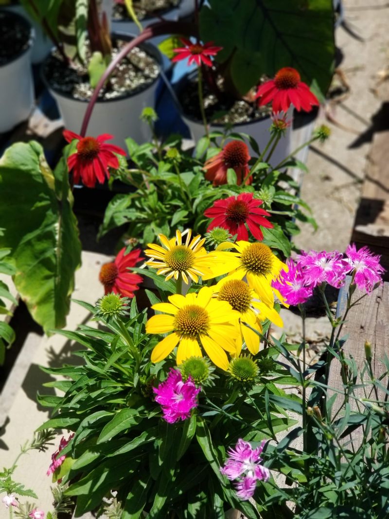 The Plant Section That Tempts You Every Time