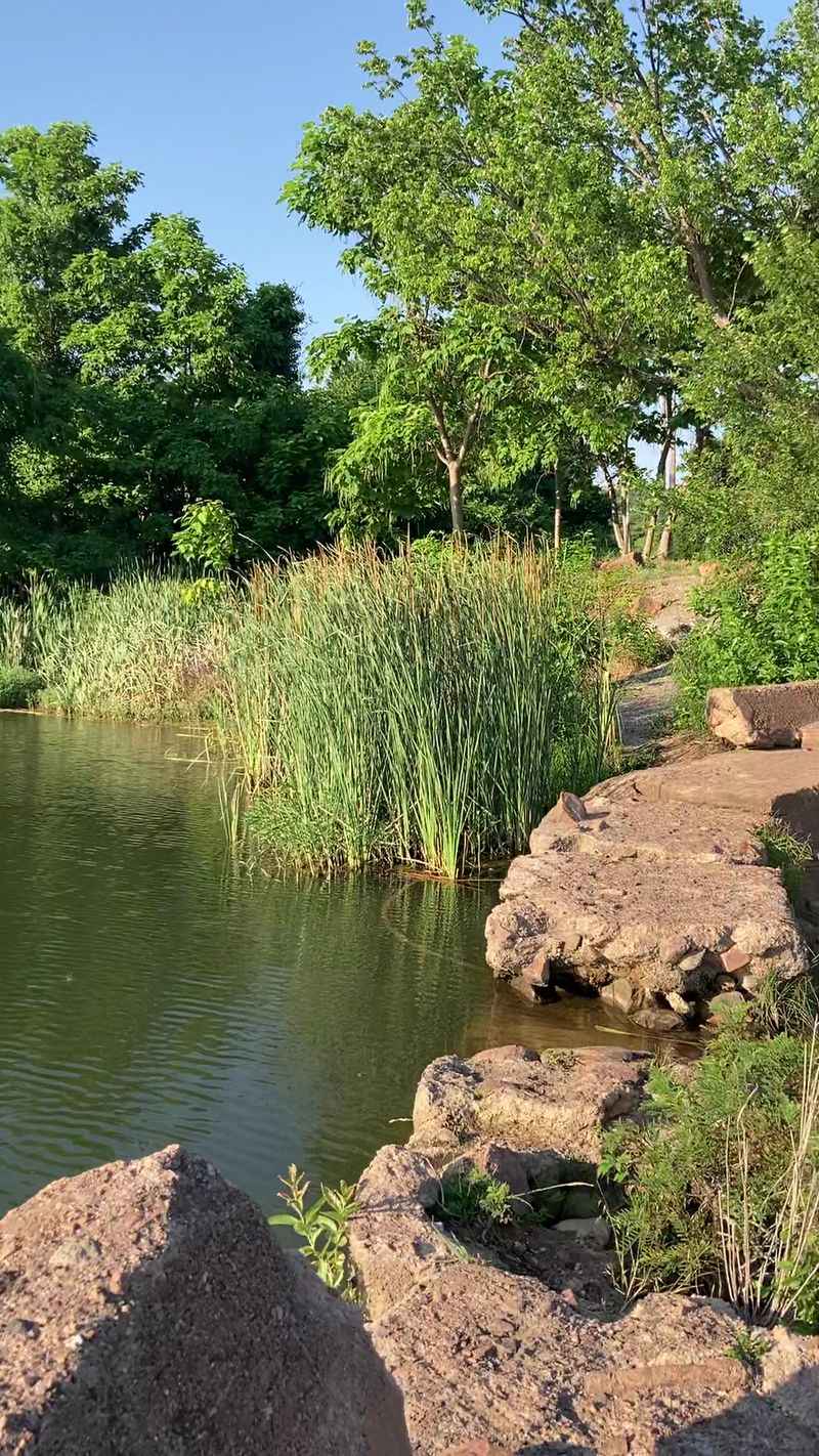 Wildlife Habitats Have Been Severely Disrupted