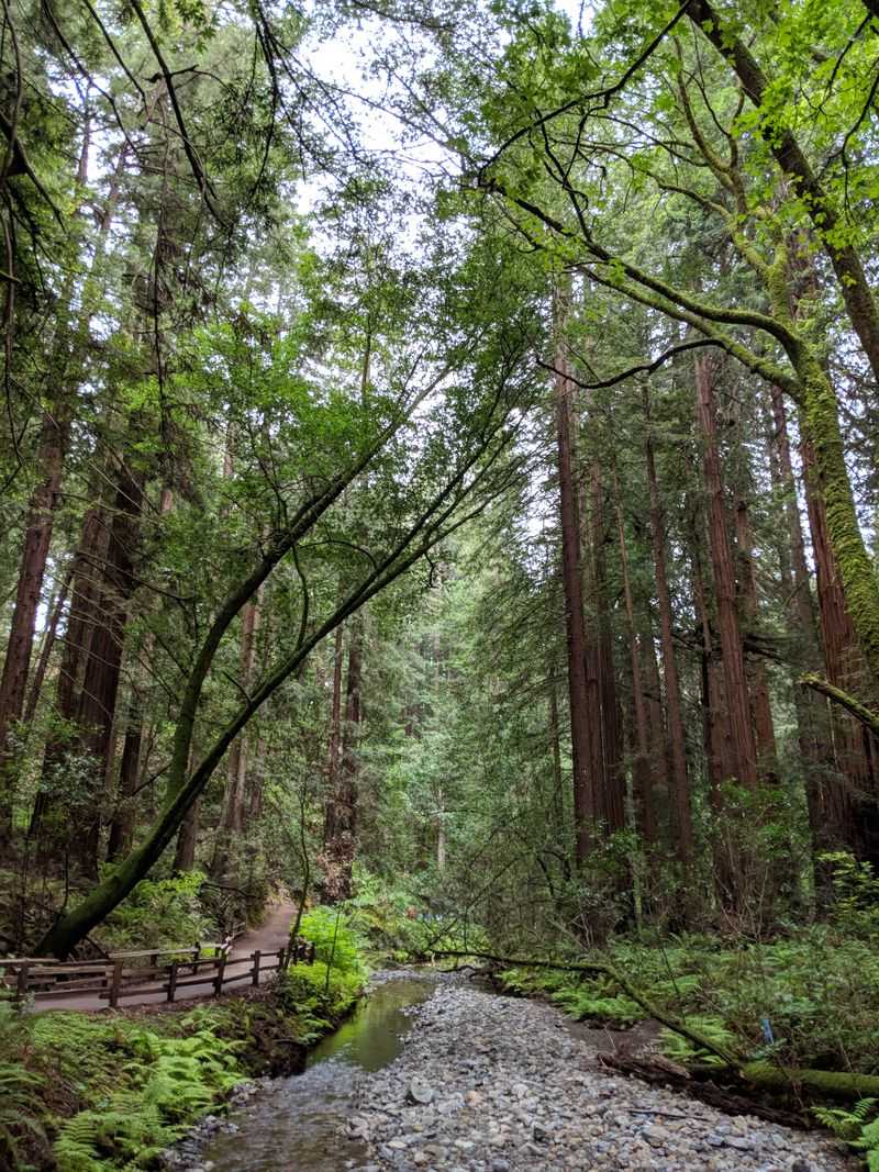 Muir Woods Main Trail