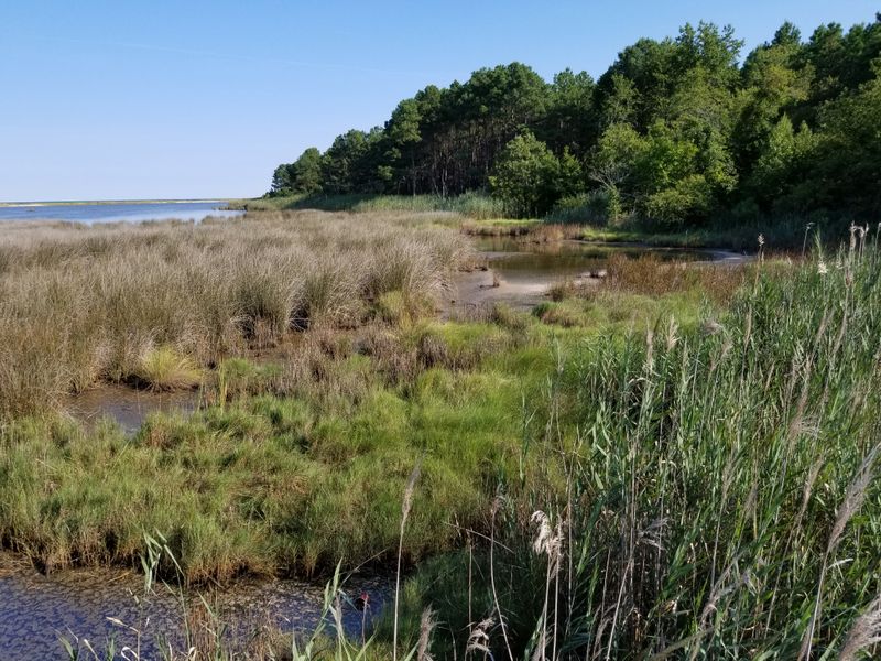 Wildlife Viewing Opportunities Abound Throughout