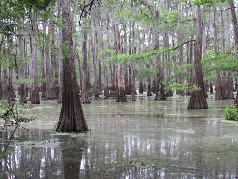 Trinity River National Wildlife Refuge