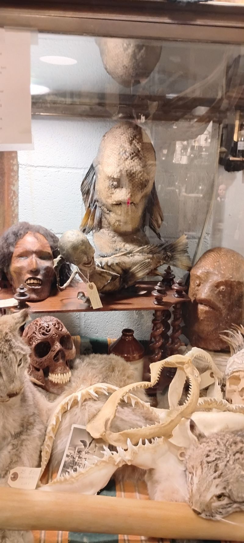 Bizarre Oddities And Curiosities