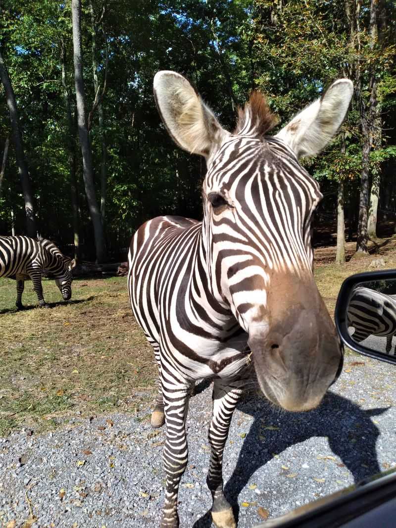 Drive Through Safari Adventure Awaits Your Arrival