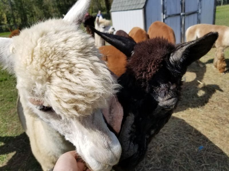 Hand-Feed These Gentle Giants