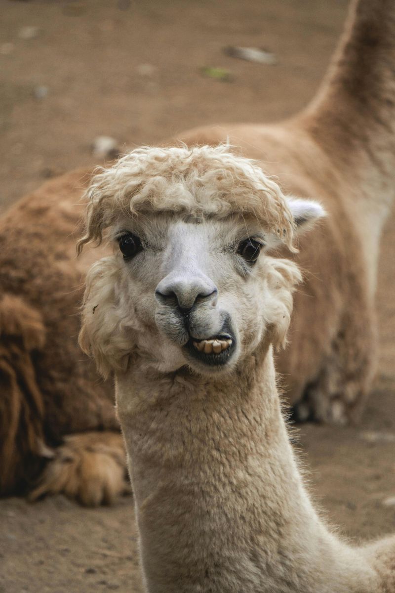 Llamas Carry Your Gear So You Can Enjoy the View