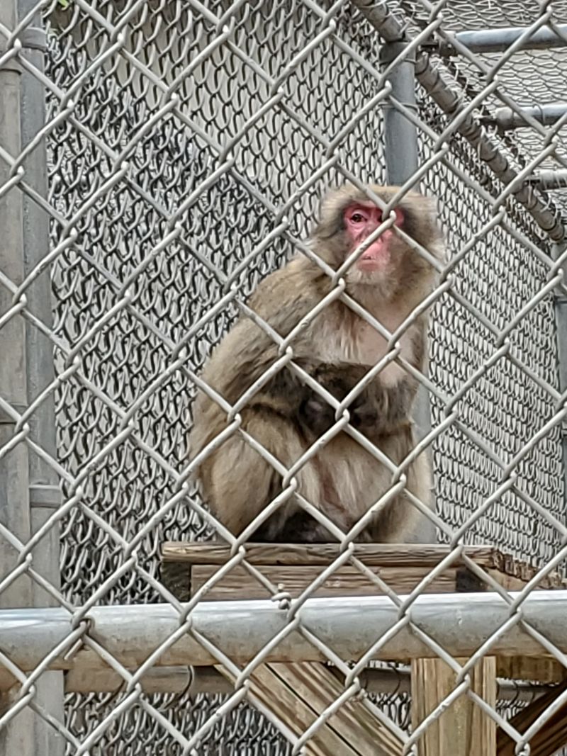 Ozzy the Monkey Steals Every Heart