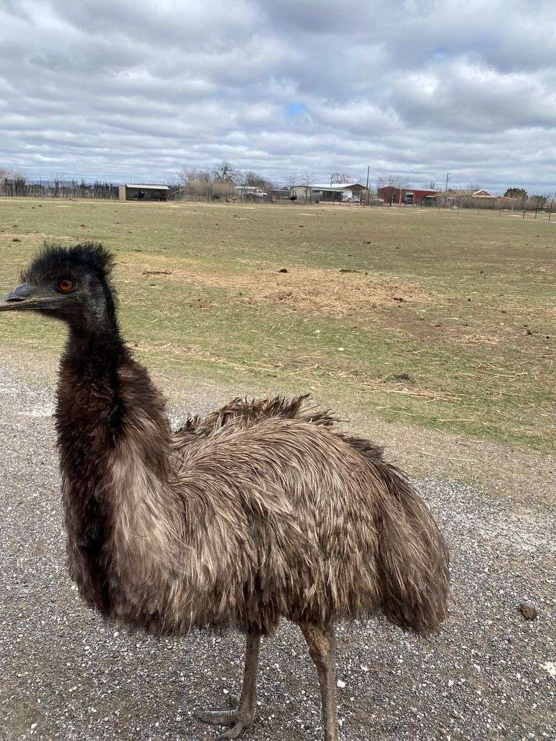 Emus That Don't Understand Personal Space