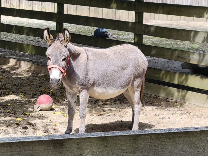 Jezebel the Donkey and Her Unforgettable Voice