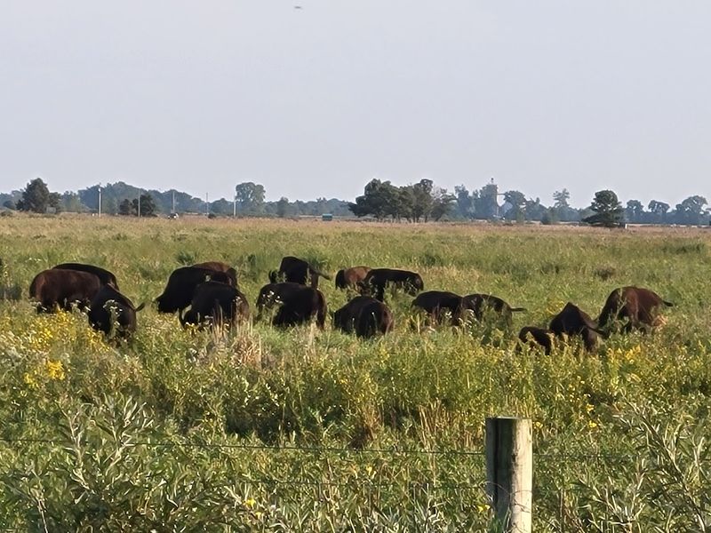 A Front-Row Seat to Prairie Restoration in Action
