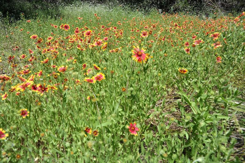 Creek Road Natural Area