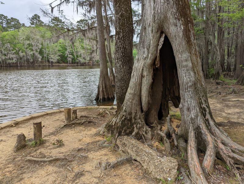 Caddo Lake State Park