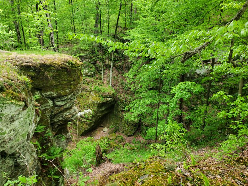 Fern Cliff Nature Preserve