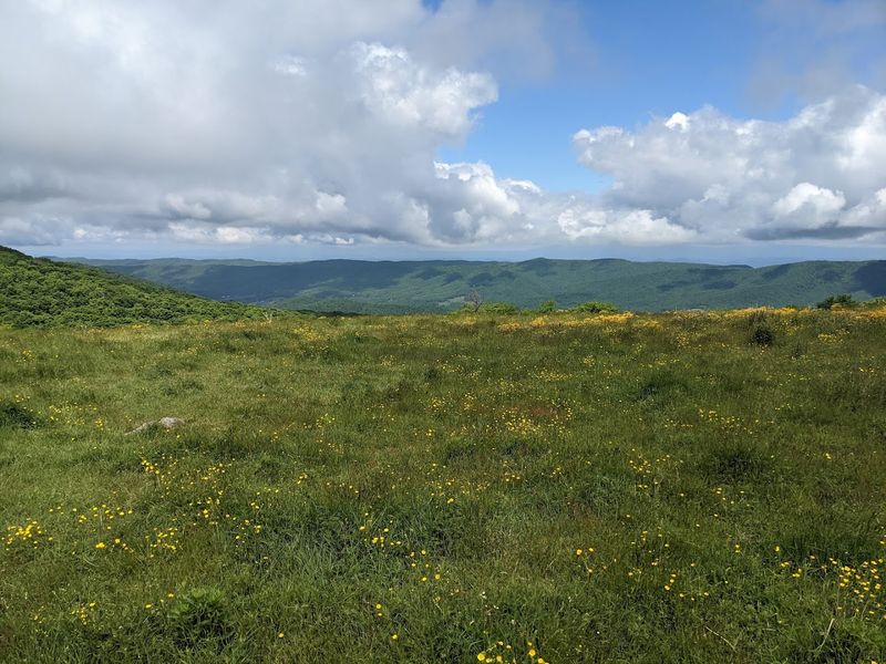 Wildlife Encounters Beyond Just Ponies