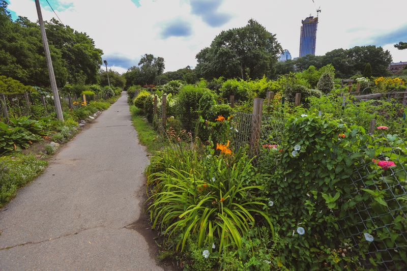 Fenway Victory Gardens