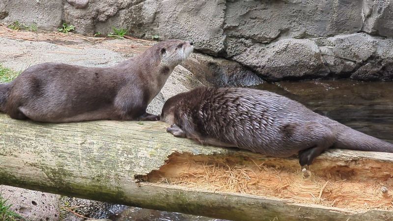 River Otters and Wildlife Encounters