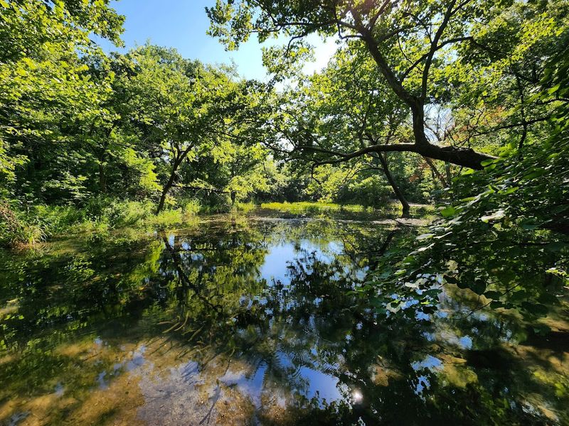 Fire Ants and Other Wildlife Realities