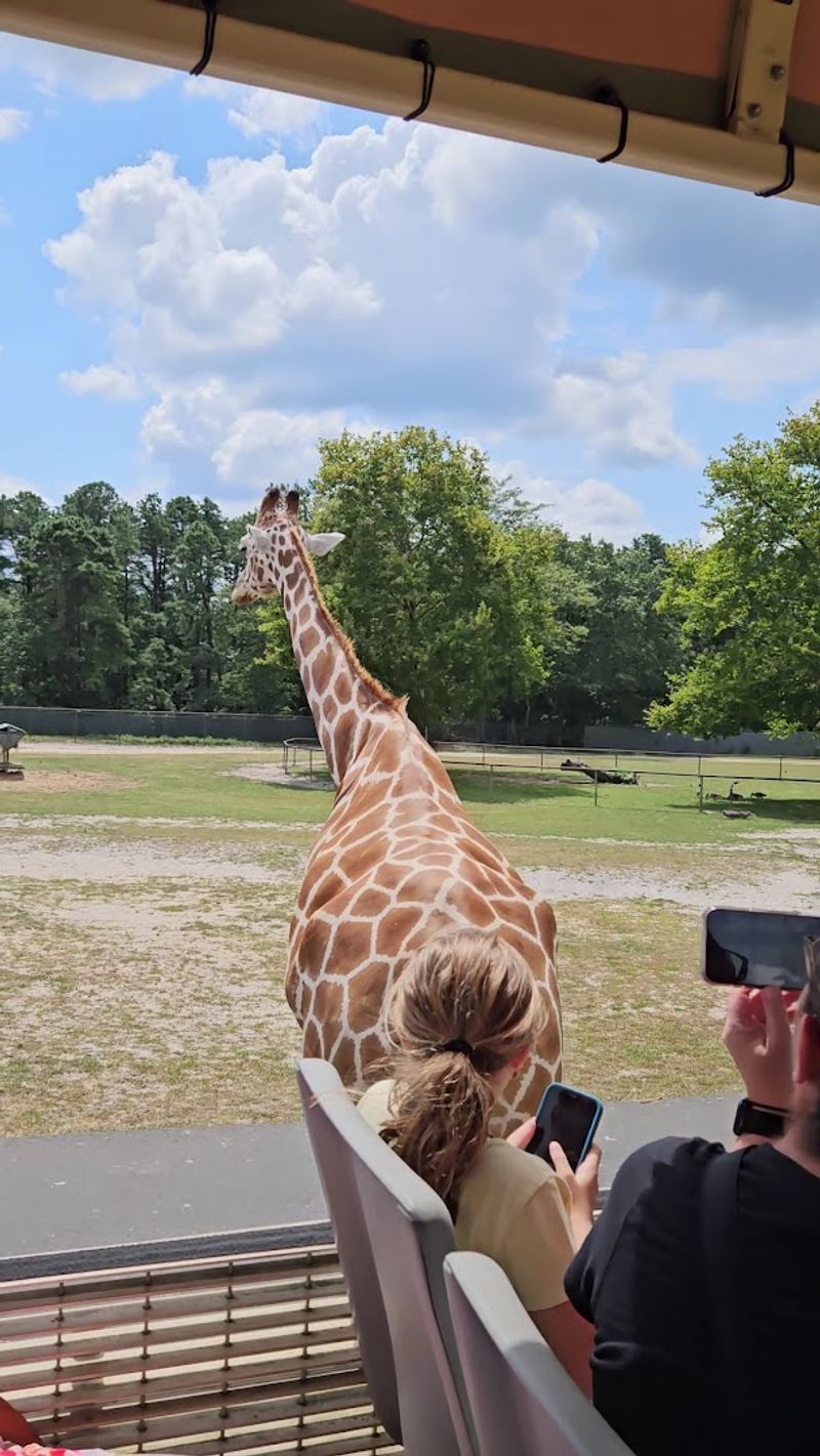 The Open-Air Safari Truck Experience