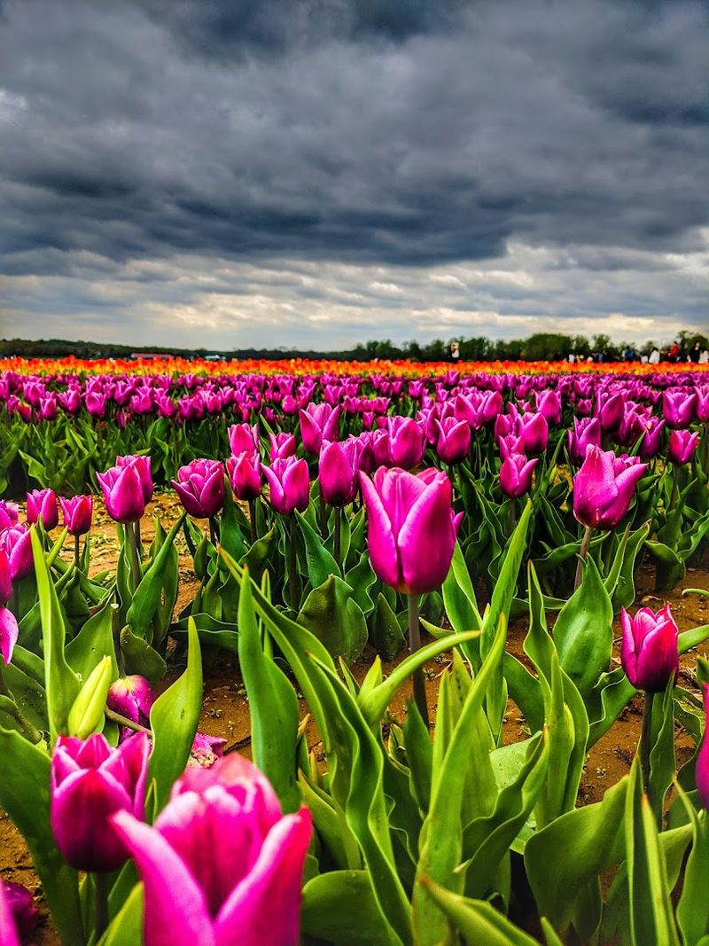 The Tulip Fields That Stretch Beyond Imagination