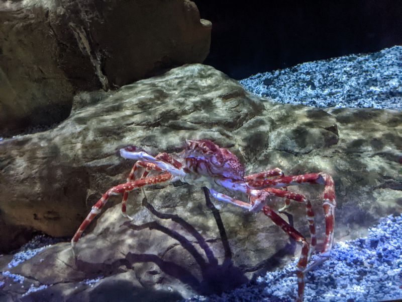 Interactive Tide Pool Touch Tanks