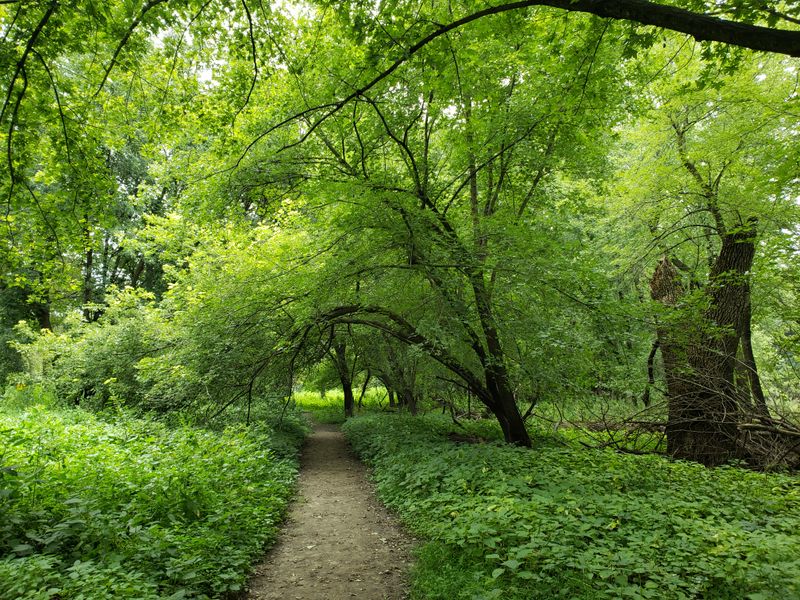 Valley of the Giants Trail