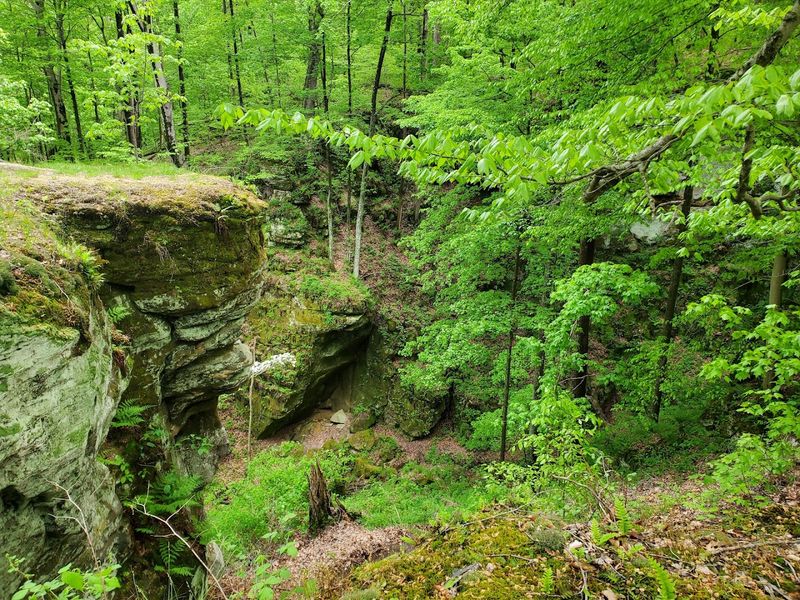 Rare Plant Life and Wildlife That Make Naturalists Genuinely Excited