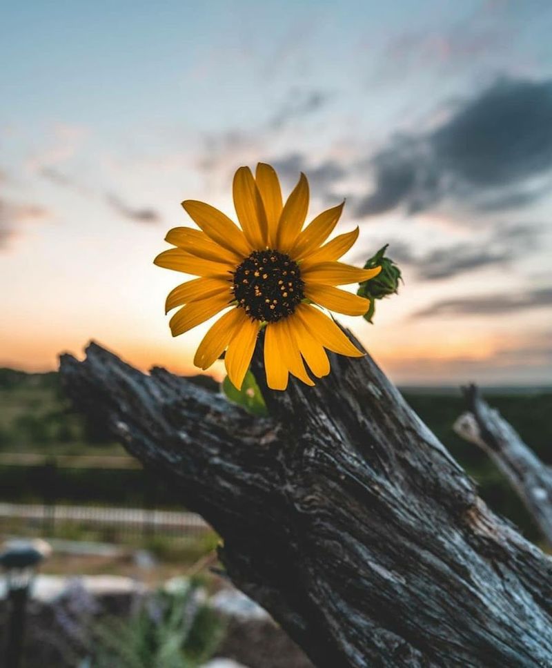 Dripping Springs Scenic Overlook