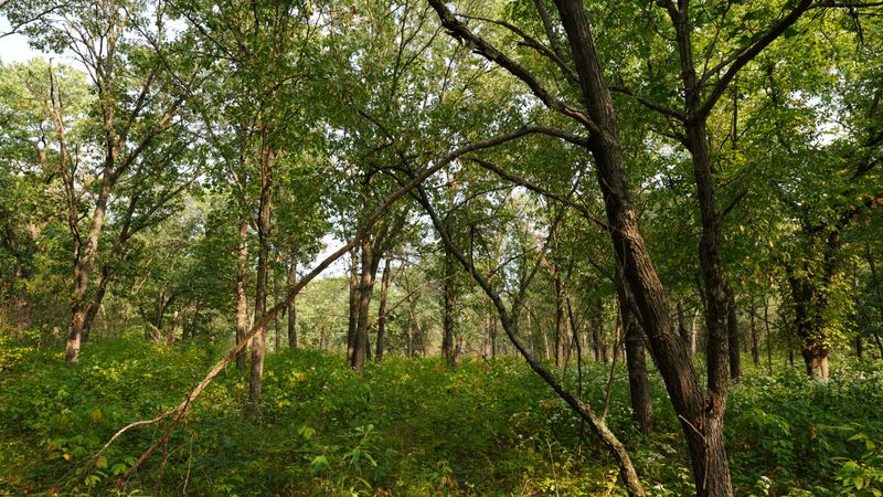 Conrad Station Savanna Trail